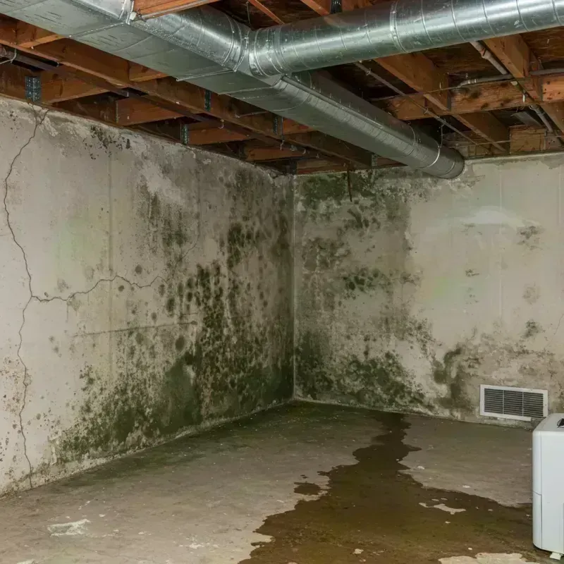 Professional Mold Removal in Holt County, MO